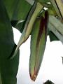 2003-04 martinique 066